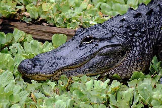 alligator teeth