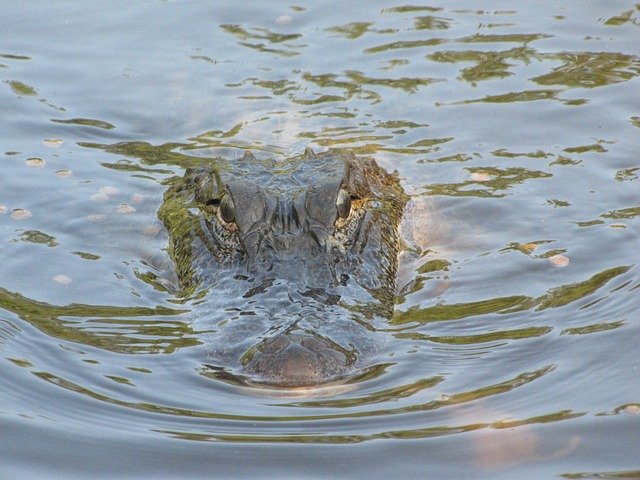 alligator_snout