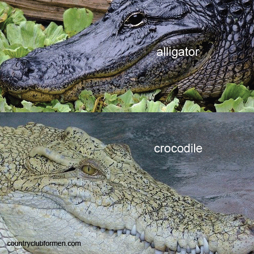 Alligators vs. Crocodiles - Country Club For Men