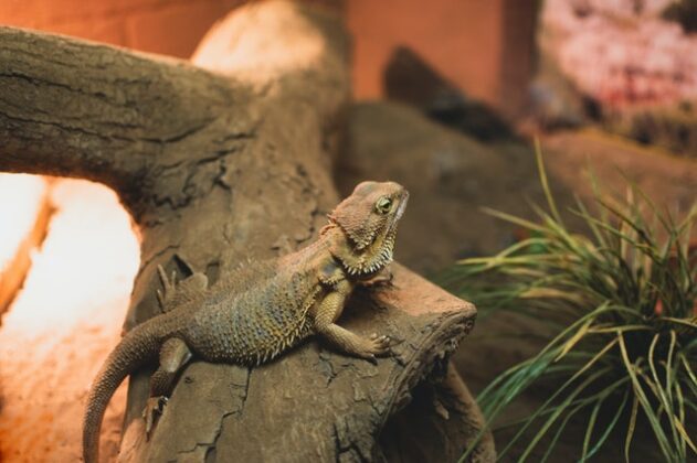 How Long Do Bearded Dragons Live | Bearded Dragon Lifespan ...