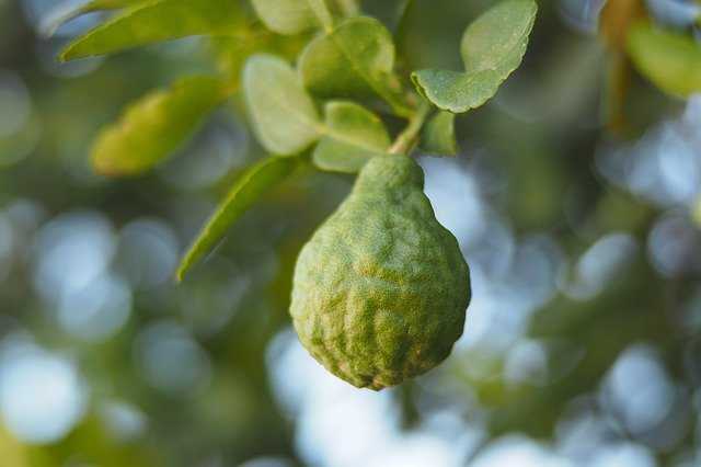 what does bergamot smell like