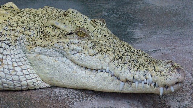 crocodile teeth