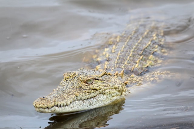 alligators vs. crocodiles