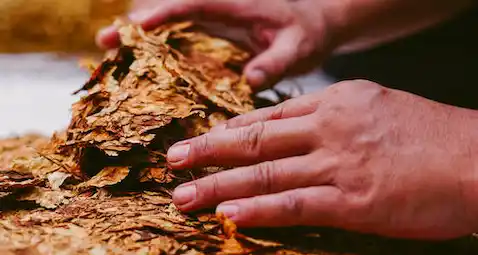 tobacco leaves